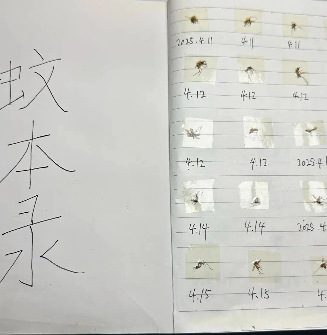 4年杀死上千只蚊子、给蚊子收尸记死期做标本，男子回应“无聊、博眼球”质疑