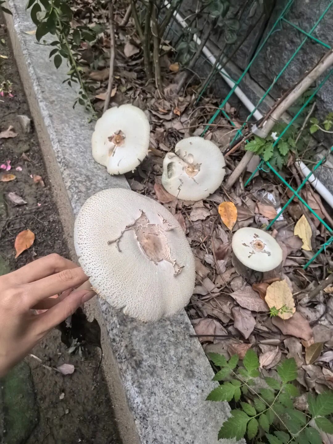 看见它，不要采，不要吃！雨后大量出现