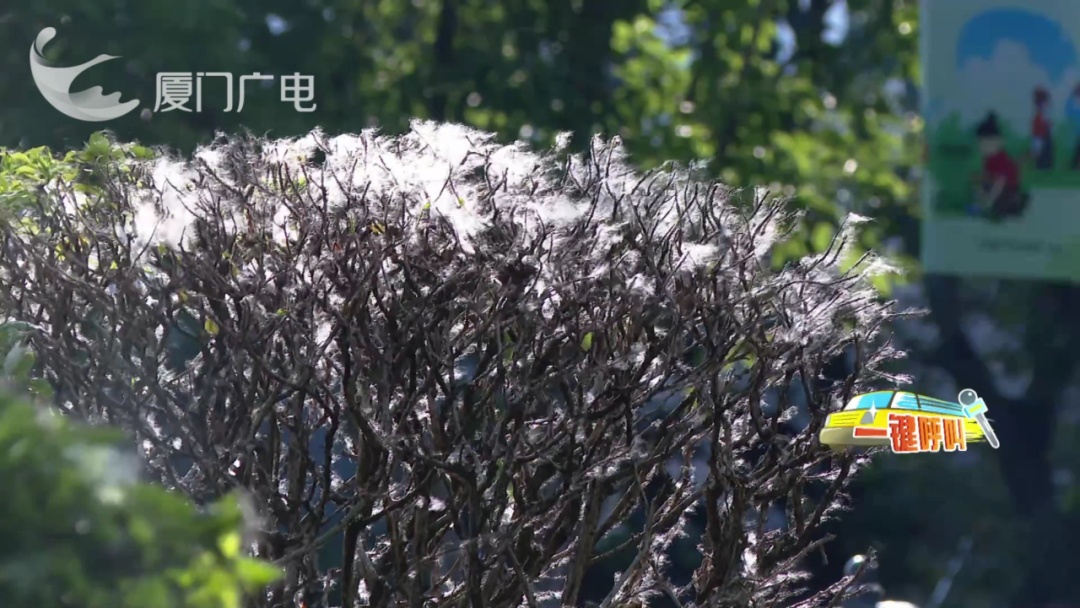 关窗!关窗!厦门街头大量出现,这些人群千万远离!网友:不要过来啊 关窗!关窗!厦门街头大量出现,这些人群千万远离!网友:不要过来啊