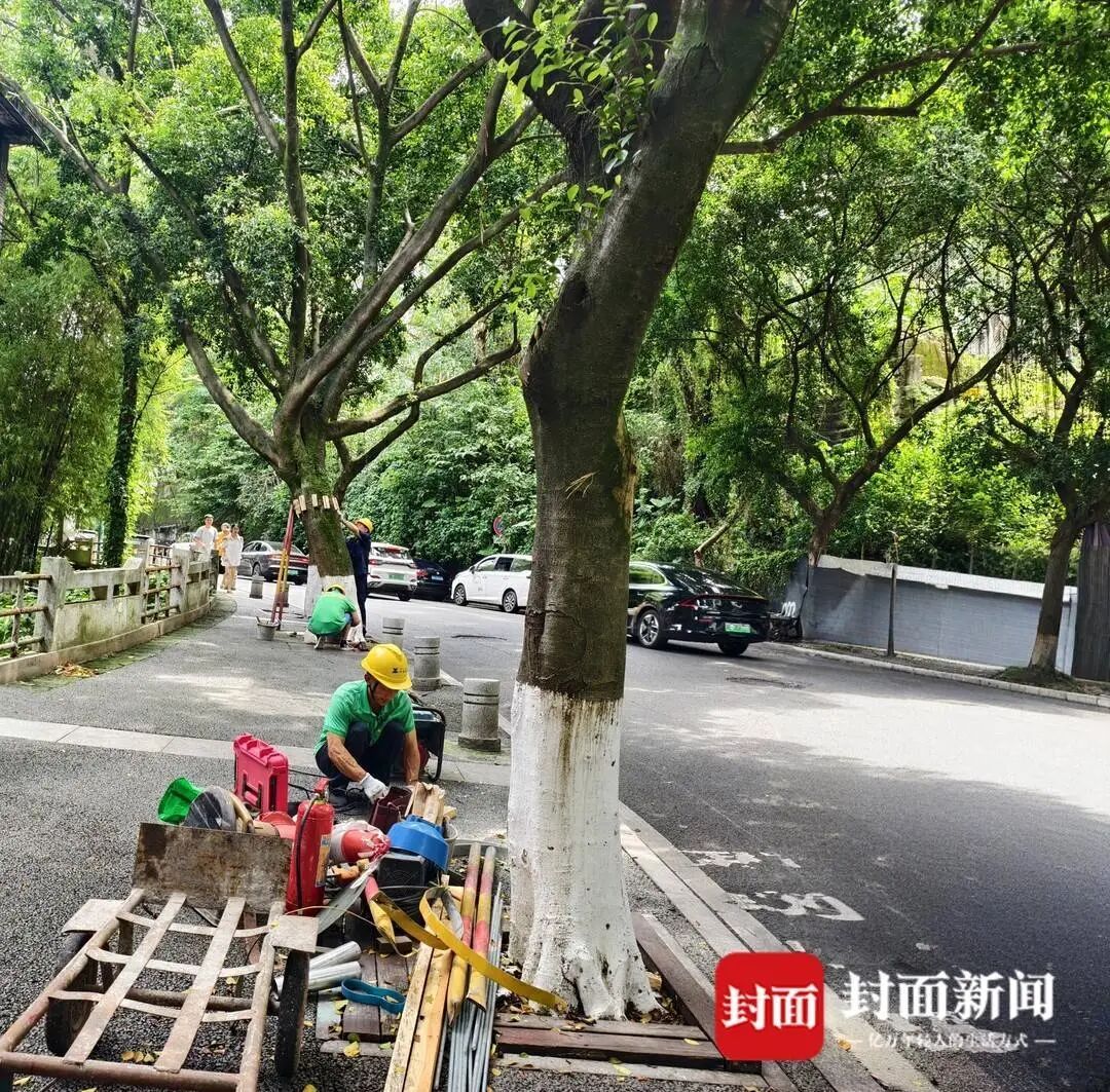 四川泸州3人被树砸伤 多部门回应：网传“伤者放弃治疗”不实，全市排查隐患