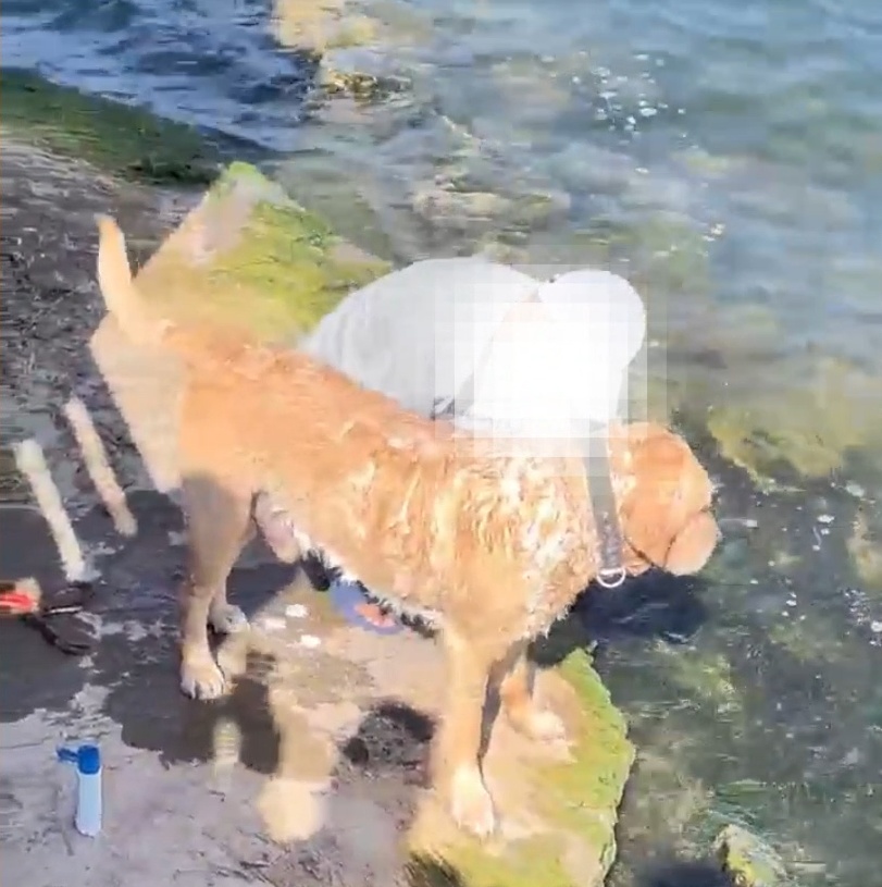男子在洱海边给狗搓澡引发众怒,沐浴露全部流进洱海!管理局:正在处理,违者将被处罚 男子在洱海边给狗搓澡引发众怒,沐浴露全部流进洱海!管理局:正在处理,违者将被处罚