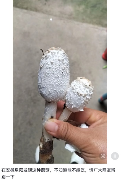 看见它，不要采，不要吃！雨后大量出现