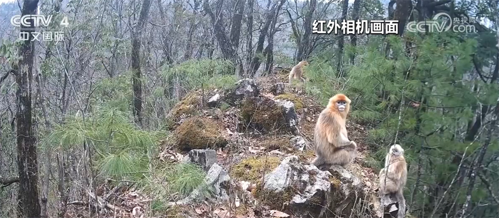 珍稀野生动物频频“亮相” 各地保护区生态向好、生物多样性保护成效显著