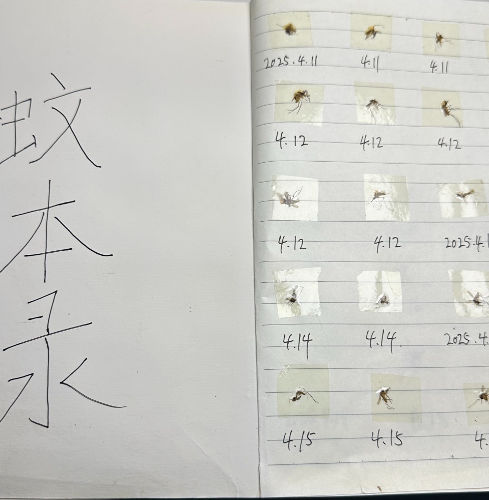 湖南男子自制“灭蚊本”火出圈！灭蚊四年千只蚊子被制成标本，详细记录死亡日期