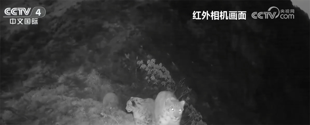 珍稀野生动物频频“亮相” 各地保护区生态向好、生物多样性保护成效显著