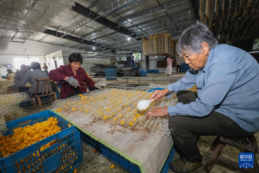 蚕桑之乡迎来黄金茧丰收季 蚕桑之乡迎来黄金茧丰收季