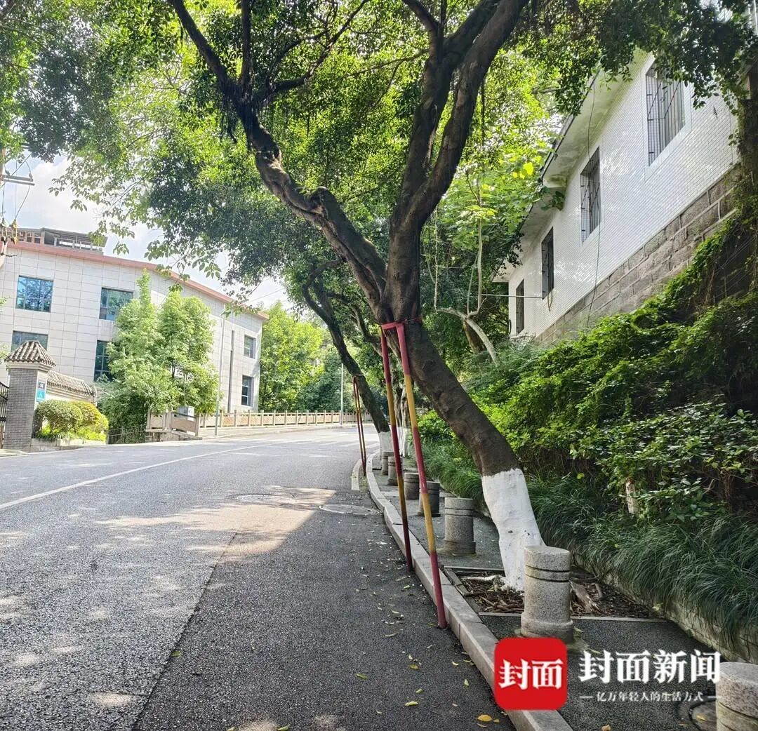 四川泸州3人被树砸伤 多部门回应：网传“伤者放弃治疗”不实，全市排查隐患