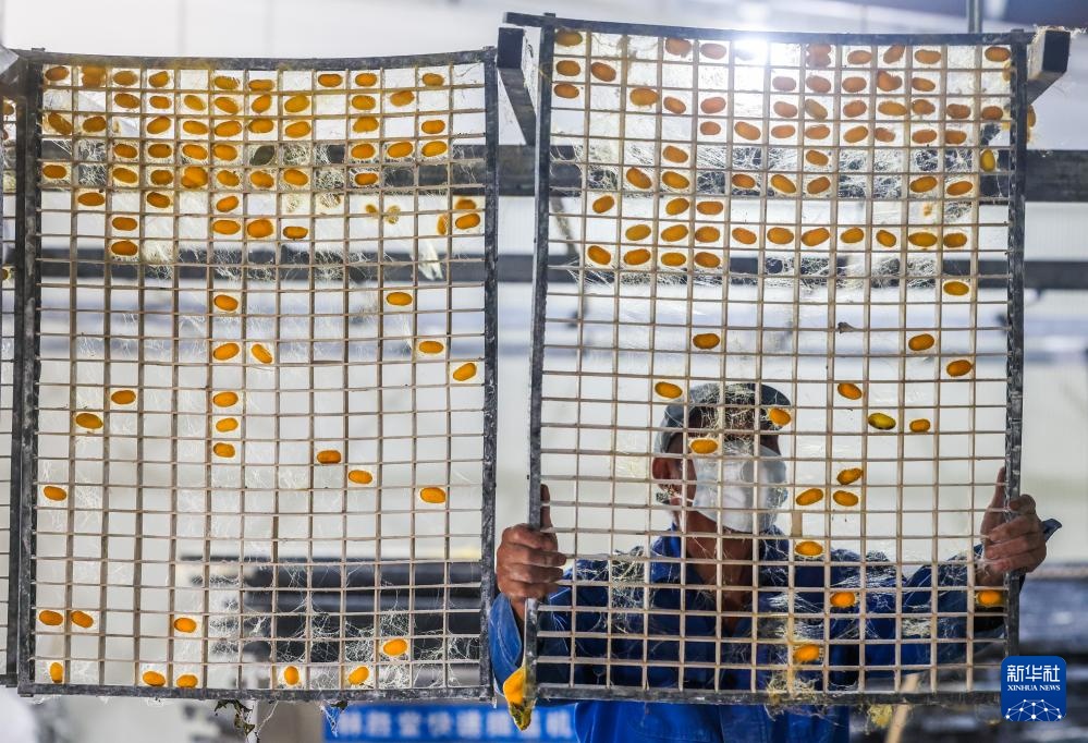 蚕桑之乡迎来黄金茧丰收季 蚕桑之乡迎来黄金茧丰收季