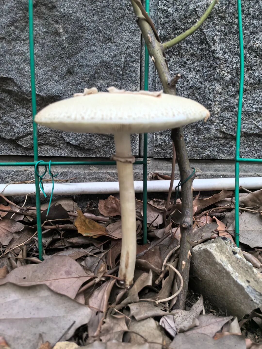 看见它，不要采，不要吃！雨后大量出现