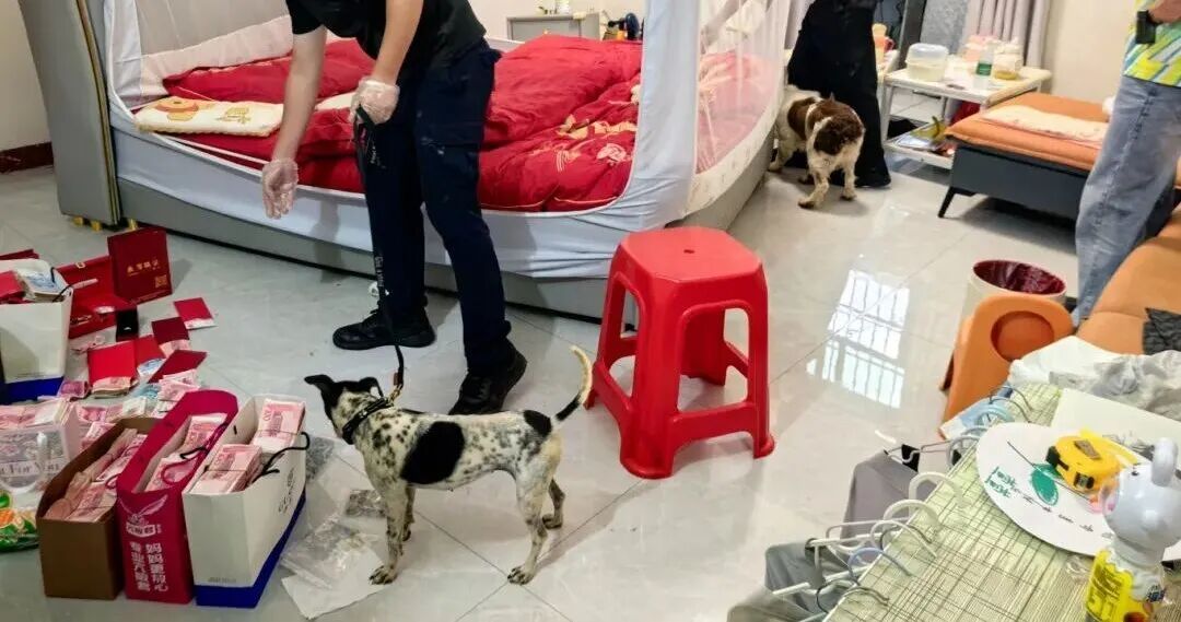 无言战友首战立大功!警犬“黑仔”助力破获毒品案 无言战友首战立大功!警犬“黑仔”助力破获毒品案