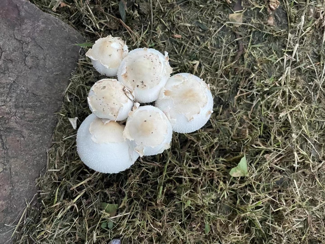 看见它，不要采，不要吃！雨后大量出现