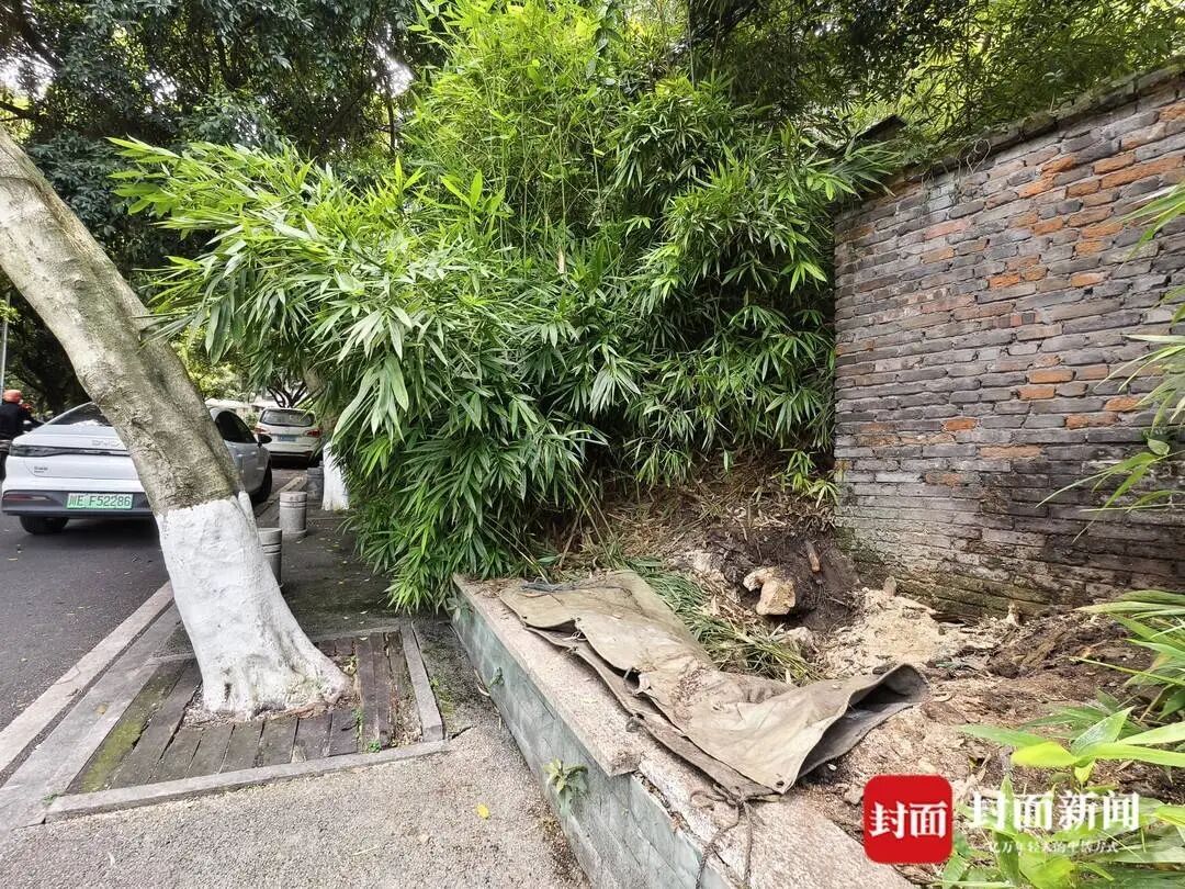四川泸州3人被树砸伤 多部门回应：网传“伤者放弃治疗”不实，全市排查隐患