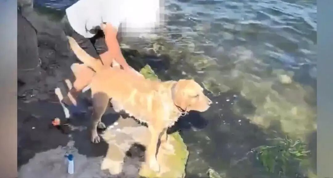 有人在洱海洗狗!处理结果来了→ 有人在洱海洗狗!处理结果来了→
