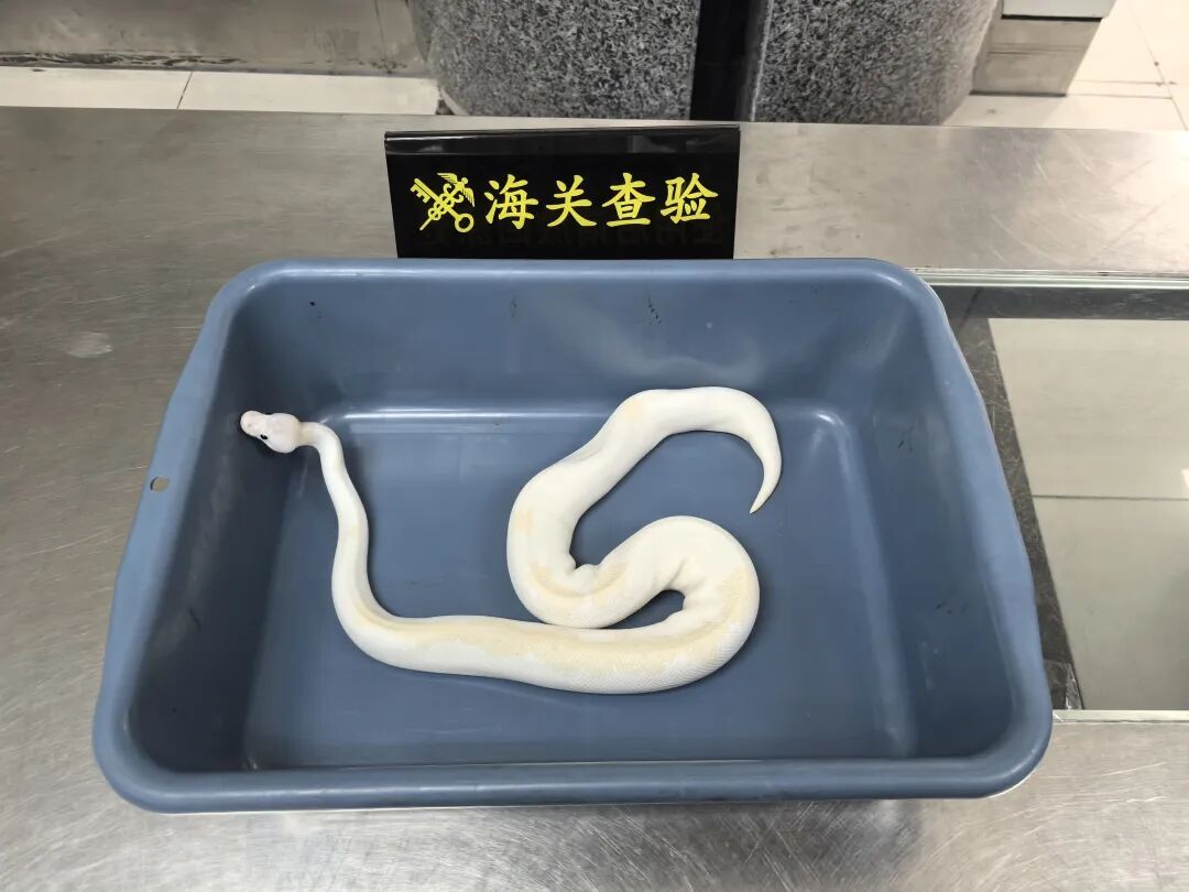 男子在腰间用丝袜绑藏7条活体蛇,口袋内还藏1条,被海关查获 男子在腰间用丝袜绑藏7条活体蛇,口袋内还藏1条,被海关查获