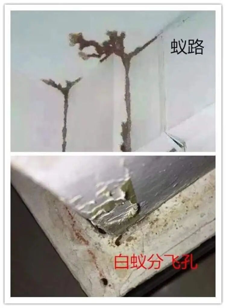 高峰期马上到！上海人每年这时最怕的它又来了，赶紧做好三件事防范→
