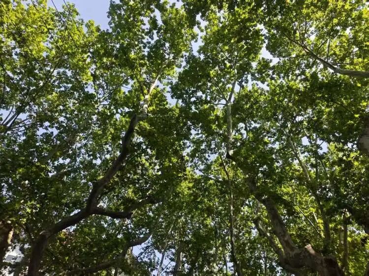 上海五月热成历史同期第一！6月1日即将进汛期，汛期天气预测已出炉……