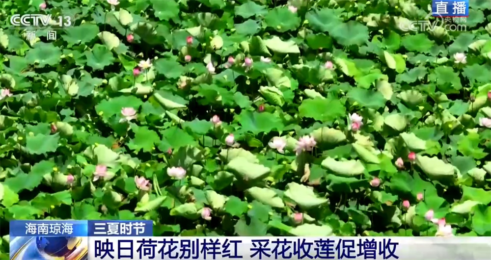 以花为“媒”、以农促融激活乡村经济 “莲稻轮作”模式蹚出助农增收新路子