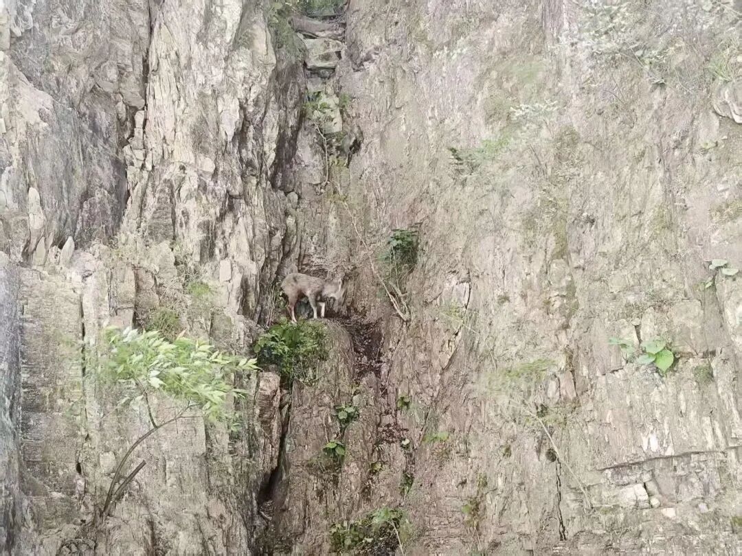 两只国家二级保护动物中华斑羚被困半山坡 消防紧急架梯施救 两只国家二级保护动物中华斑羚被困半山坡 消防紧急架梯施救