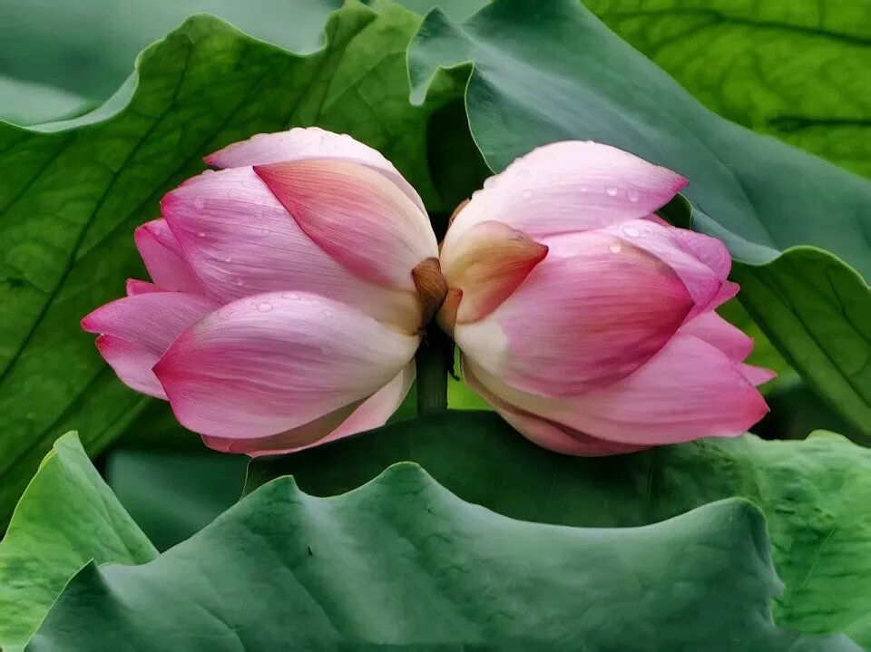 出现概率极低!广东一荷塘同时出现“并蒂莲”和“双色荷花” 出现概率极低!广东一荷塘同时出现“并蒂莲”和“双色荷花”