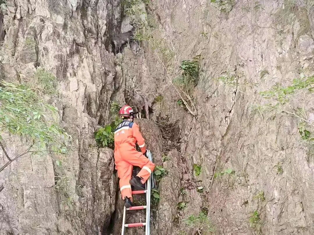 两只国家二级保护动物中华斑羚被困半山坡 消防紧急架梯施救 两只国家二级保护动物中华斑羚被困半山坡 消防紧急架梯施救