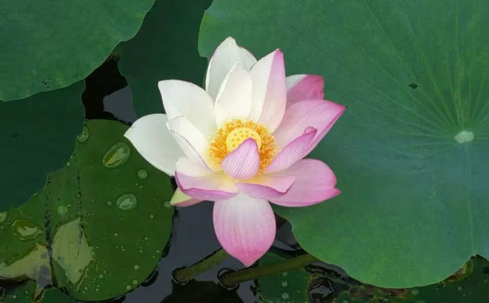 出现概率极低!广东一荷塘同时出现“并蒂莲”和“双色荷花” 出现概率极低!广东一荷塘同时出现“并蒂莲”和“双色荷花”