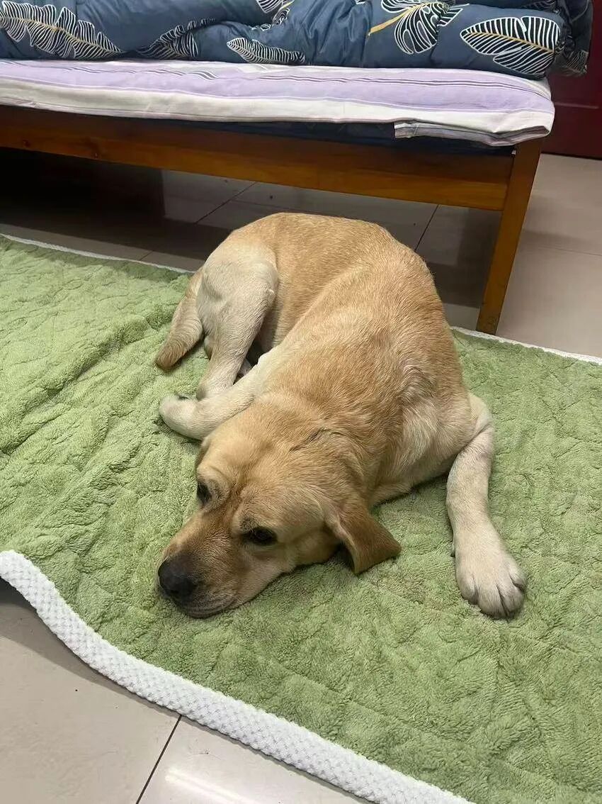 萌犬“蹭警车”不愿走 民警化身“铲屎官”助团圆 萌犬“蹭警车”不愿走 民警化身“铲屎官”助团圆
