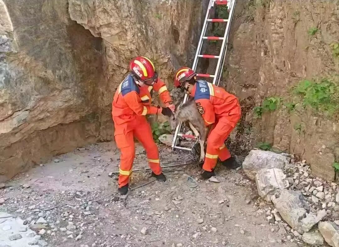 两只国家二级保护动物中华斑羚被困半山坡 消防紧急架梯施救 两只国家二级保护动物中华斑羚被困半山坡 消防紧急架梯施救