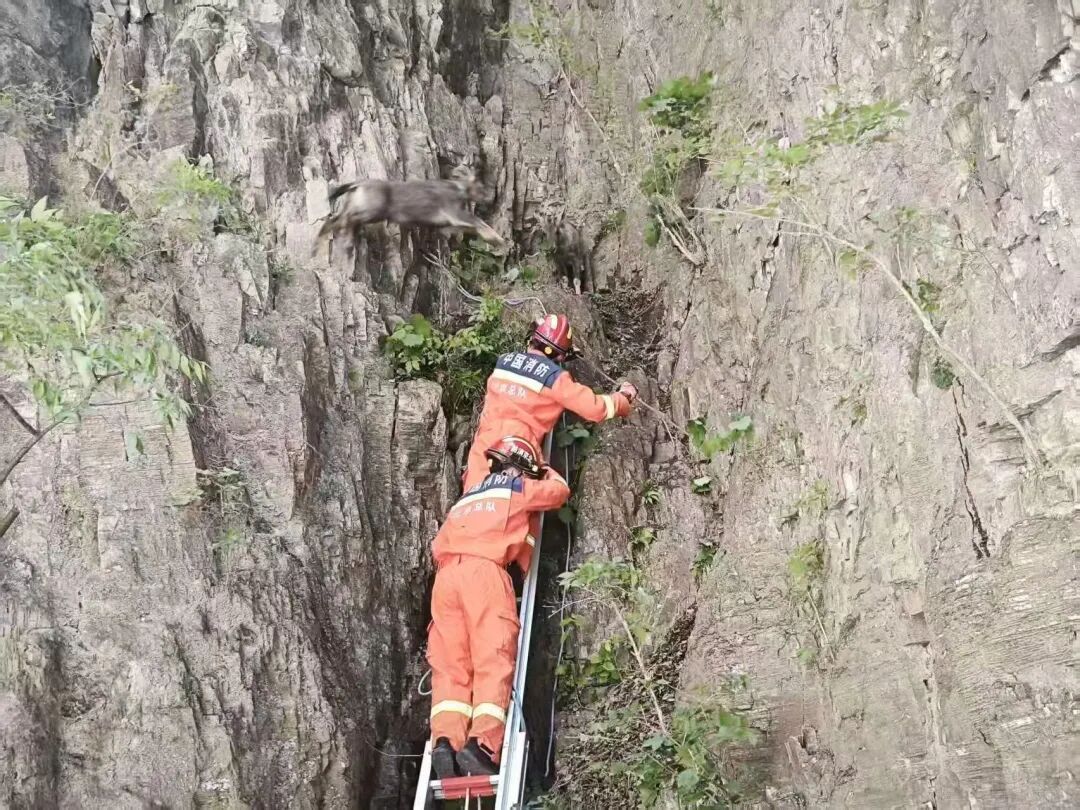 两只国家二级保护动物中华斑羚被困半山坡 消防紧急架梯施救 两只国家二级保护动物中华斑羚被困半山坡 消防紧急架梯施救