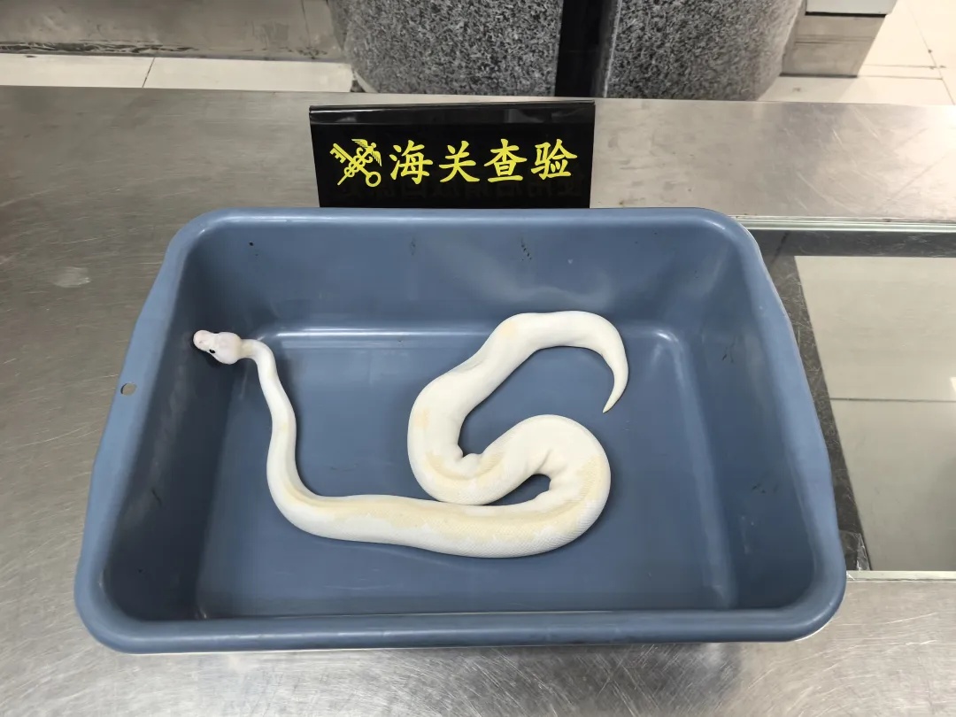 男子用黑丝袜在腰间绑藏7条活体蛇,入境时眼神闪躲被查获 男子用黑丝袜在腰间绑藏7条活体蛇,入境时眼神闪躲被查获