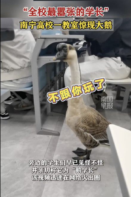 南宁理工学院网红“鹅学长”死亡引热议,校方回应:死亡或因中暑引起,兽医正调查 南宁理工学院网红“鹅学长”死亡引热议,校方回应:死亡或因中暑引起,兽医正调查