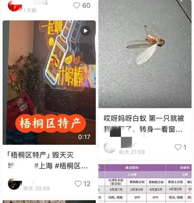预计6月上旬到最高峰，上海人每年最怕的白蚁又来了！做好三件事防范→
