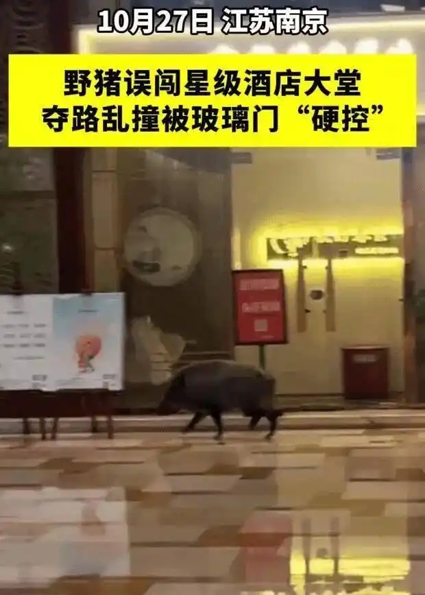 生态环境部回应“野猪频繁进城”