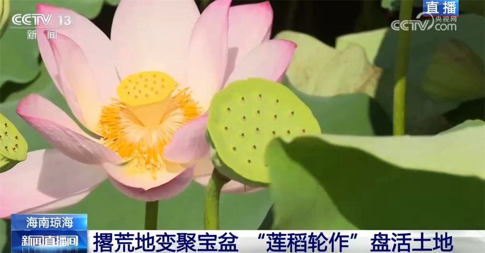 以花为“媒”、以农促融激活乡村经济 “莲稻轮作”模式蹚出助农增收新路子