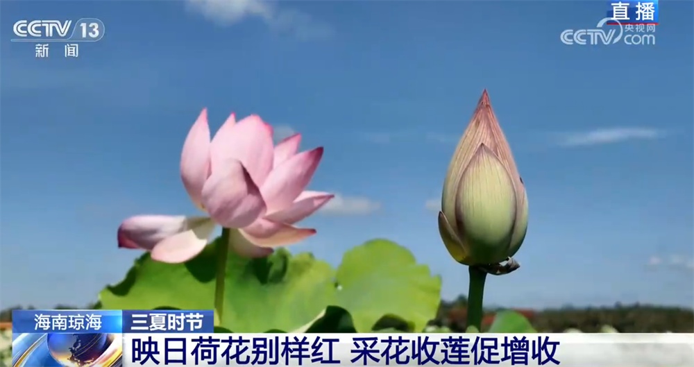 以花为“媒”、以农促融激活乡村经济 “莲稻轮作”模式蹚出助农增收新路子
