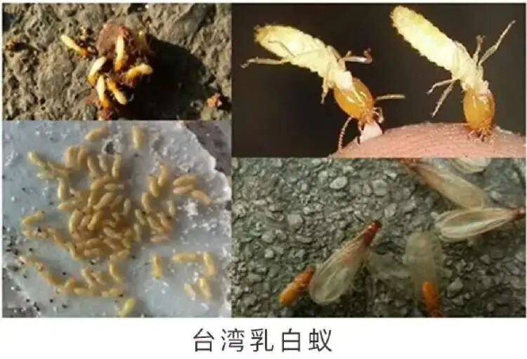 高峰期马上到！上海人每年这时最怕的它又来了，赶紧做好三件事防范→