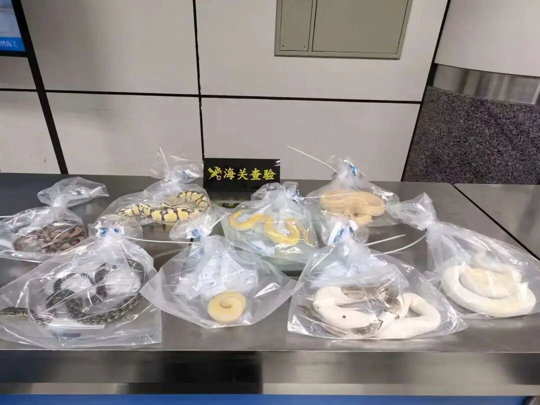 男子在腰间用丝袜绑藏7条活体蛇,口袋内还藏1条,被海关查获 男子在腰间用丝袜绑藏7条活体蛇,口袋内还藏1条,被海关查获