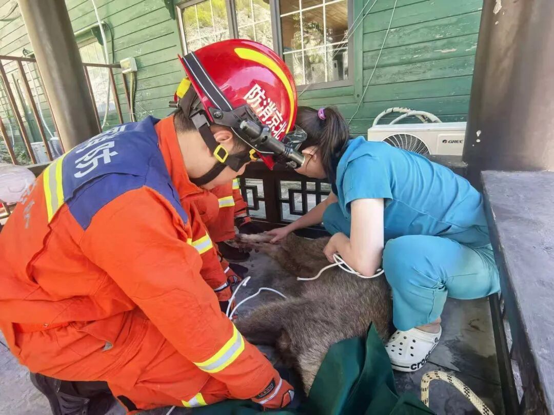 两只国家二级保护动物中华斑羚被困半山坡 消防紧急架梯施救 两只国家二级保护动物中华斑羚被困半山坡 消防紧急架梯施救
