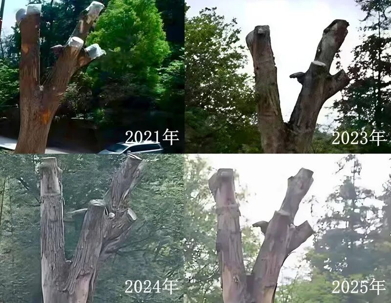 人民直击｜“我真的还想再活五百年！”