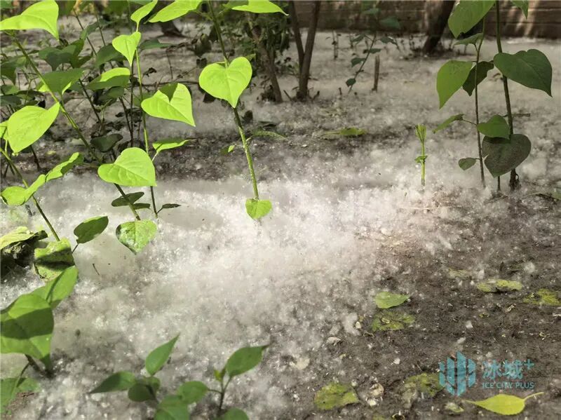 5月街头飘“雪”!东北林大专家解读飞絮成因支招科学应对 5月街头飘“雪”!东北林大专家解读飞絮成因支招科学应对