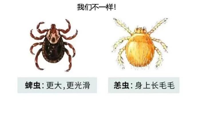 39岁网红博主被这种虫咬后不幸去世，症状很像感冒，严重可致命！