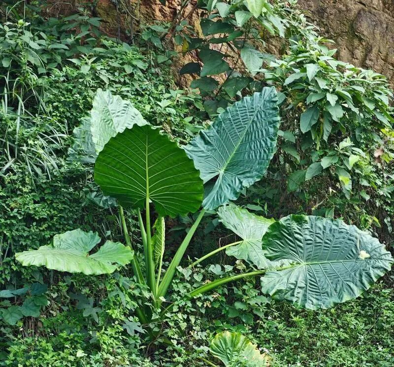 剧烈疼痛!好奇舔了一口,2岁娃在公园中毒!当心,很多地方都有 剧烈疼痛!好奇舔了一口,2岁娃在公园中毒!当心,很多地方都有