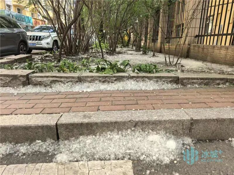 5月街头飘“雪”!东北林大专家解读飞絮成因支招科学应对 5月街头飘“雪”!东北林大专家解读飞絮成因支招科学应对
