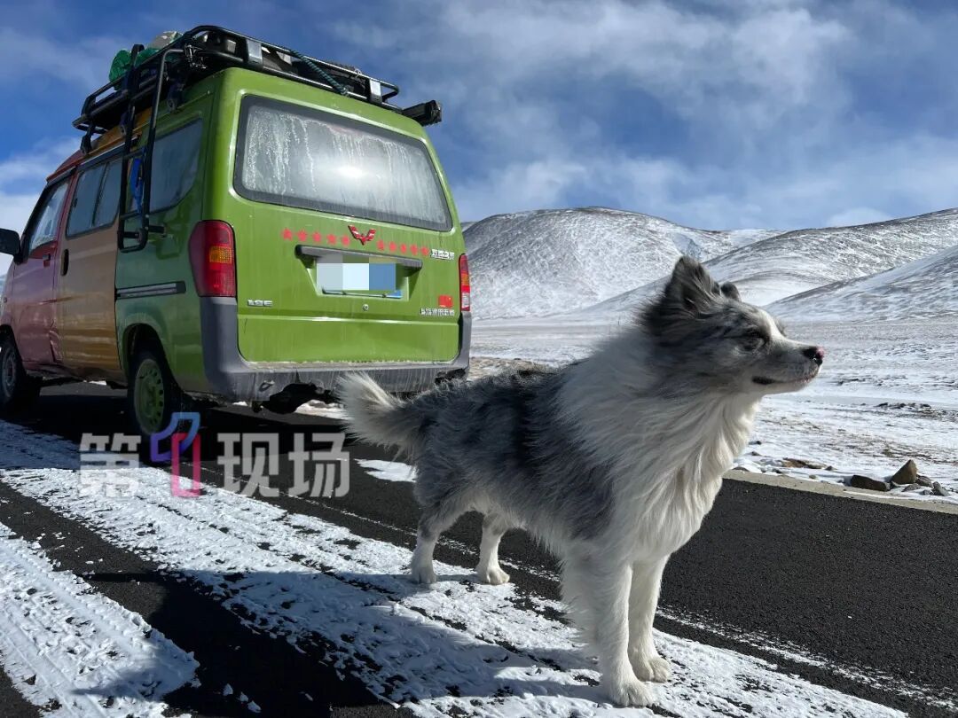 网红犬被人偷走宰杀！主人落泪独家回应：维权到底！让狗的离开有意义