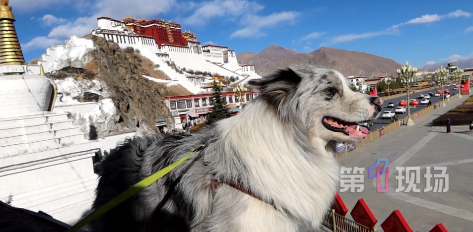 网红犬被人偷走宰杀！主人落泪独家回应：维权到底！让狗的离开有意义