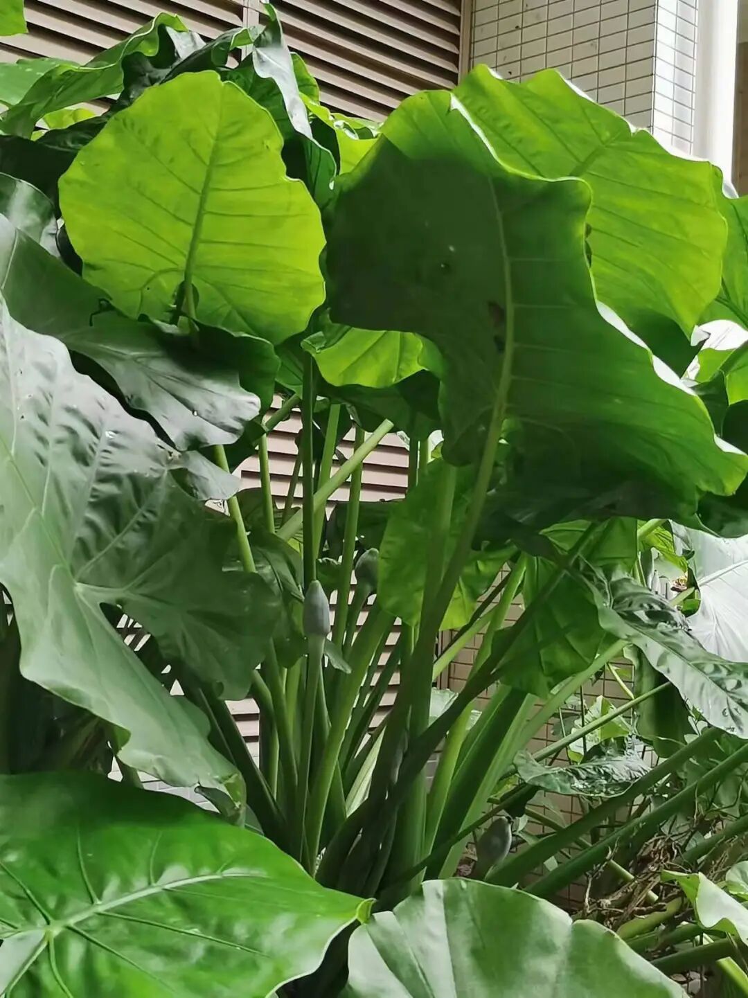 剧烈疼痛!好奇舔了一口,2岁娃在公园中毒!当心,很多地方都有 剧烈疼痛!好奇舔了一口,2岁娃在公园中毒!当心,很多地方都有
