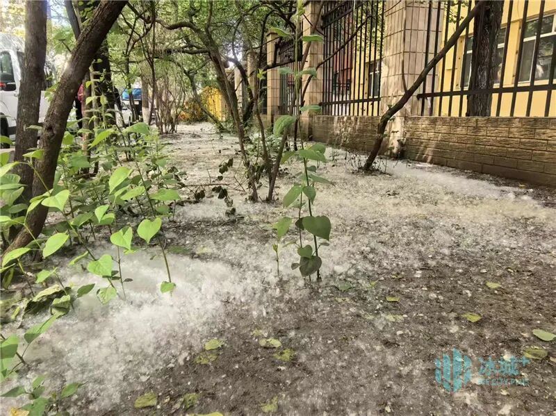 5月街头飘“雪”!东北林大专家解读飞絮成因支招科学应对 5月街头飘“雪”!东北林大专家解读飞絮成因支招科学应对