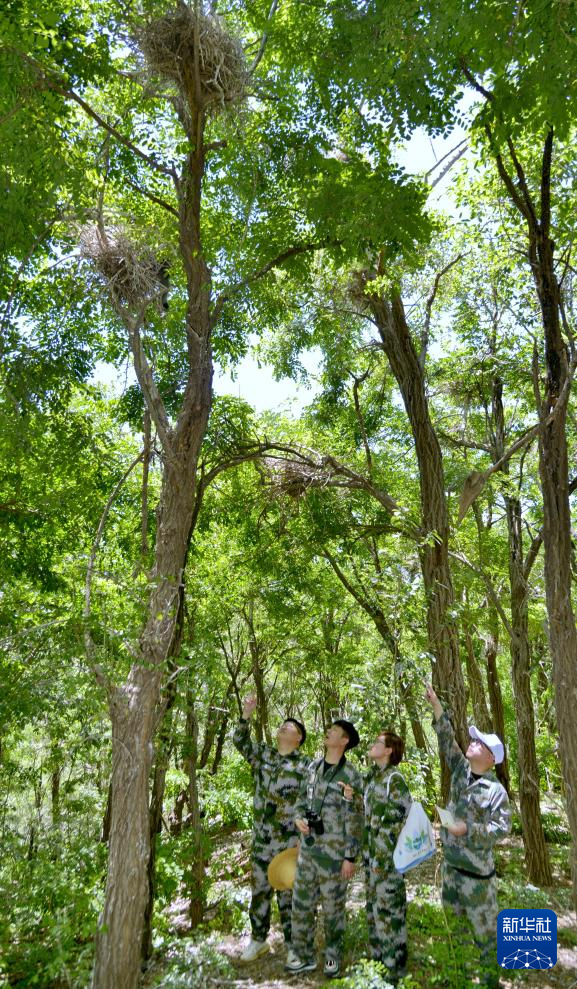 密云水库：鸟类进入繁育关键期