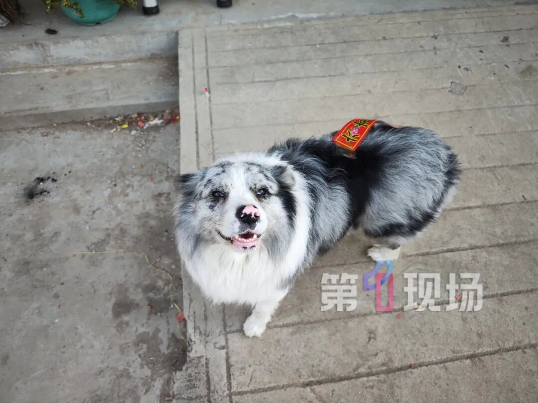 网红犬被人偷走宰杀！主人落泪独家回应：维权到底！让狗的离开有意义