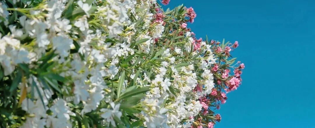 别乱碰！陕西街头大量出现，有毒！不少人还上前拍照打卡……