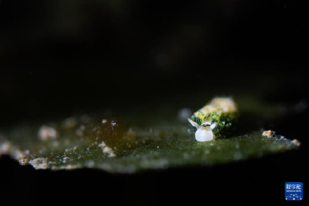 被可爱水下叶羊萌化了 被可爱水下叶羊萌化了